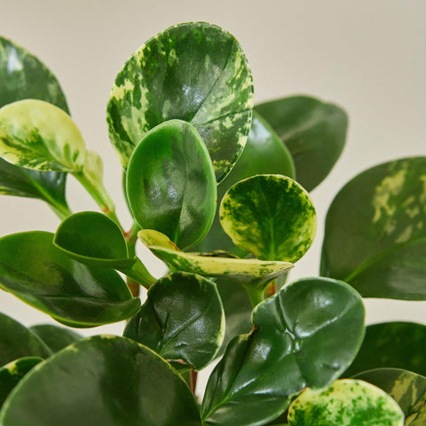 Peperomia 'Marble', additional product view 2