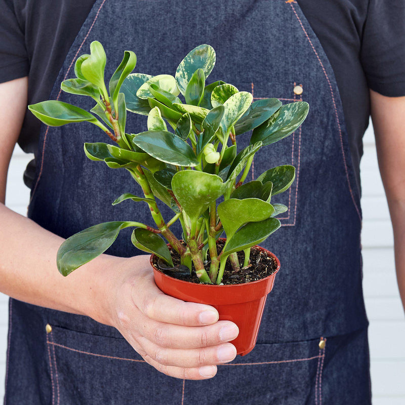 Load image into Gallery viewer, Peperomia 'Marble'
