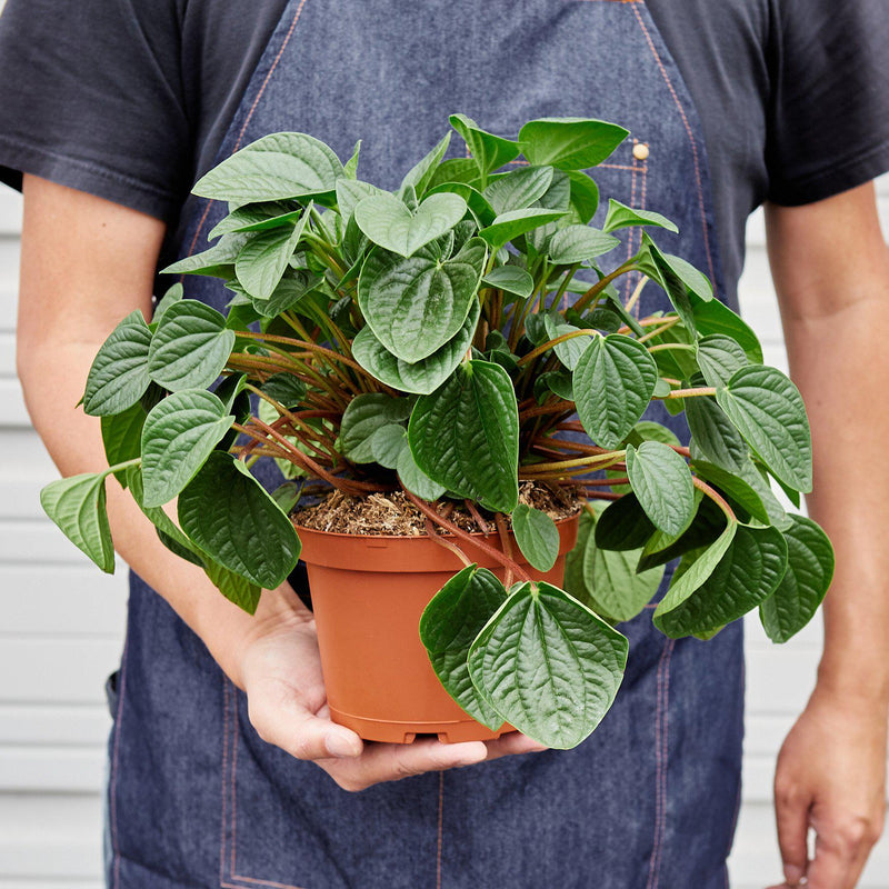 Load image into Gallery viewer, Peperomia 'Rana Verde'
