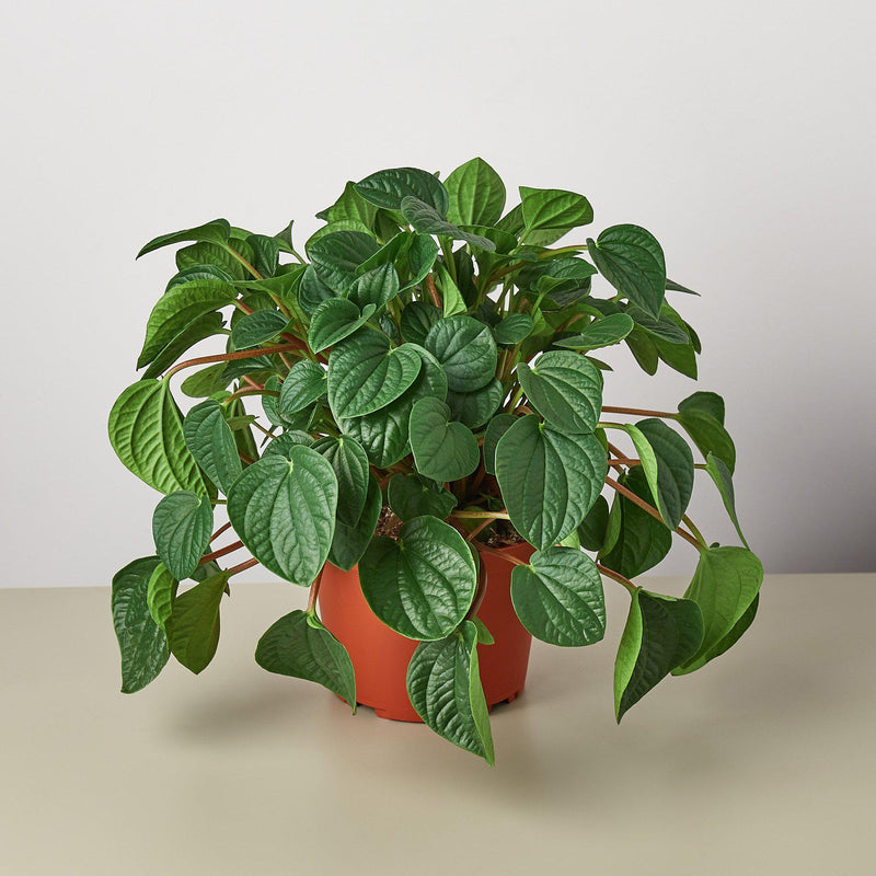 Load image into Gallery viewer, Peperomia 'Rana Verde'
