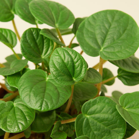 Peperomia 'Rana Verde', additional product view 2