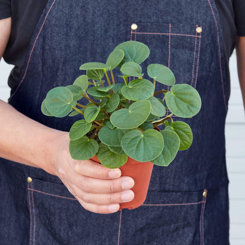 Load image into Gallery viewer, Peperomia 'Rana Verde'
