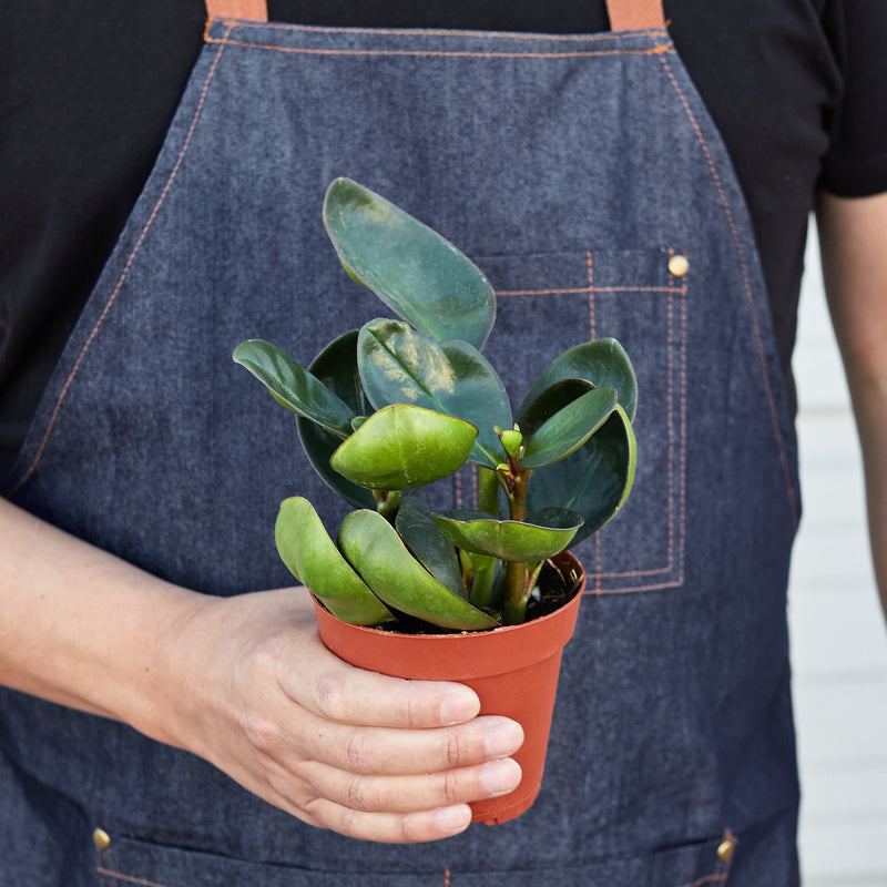 Load image into Gallery viewer, Peperomia Red Edge
