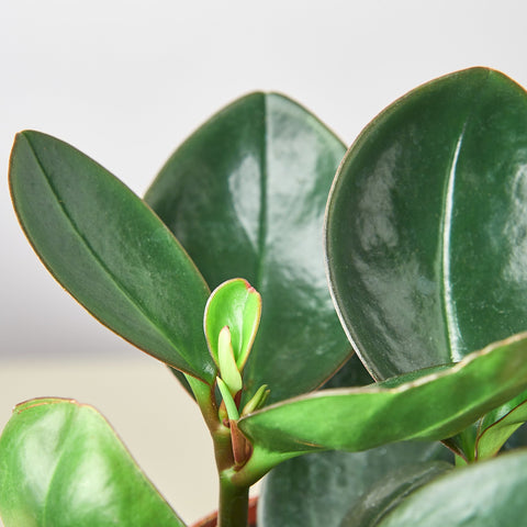 Peperomia Red Edge, additional product view 2