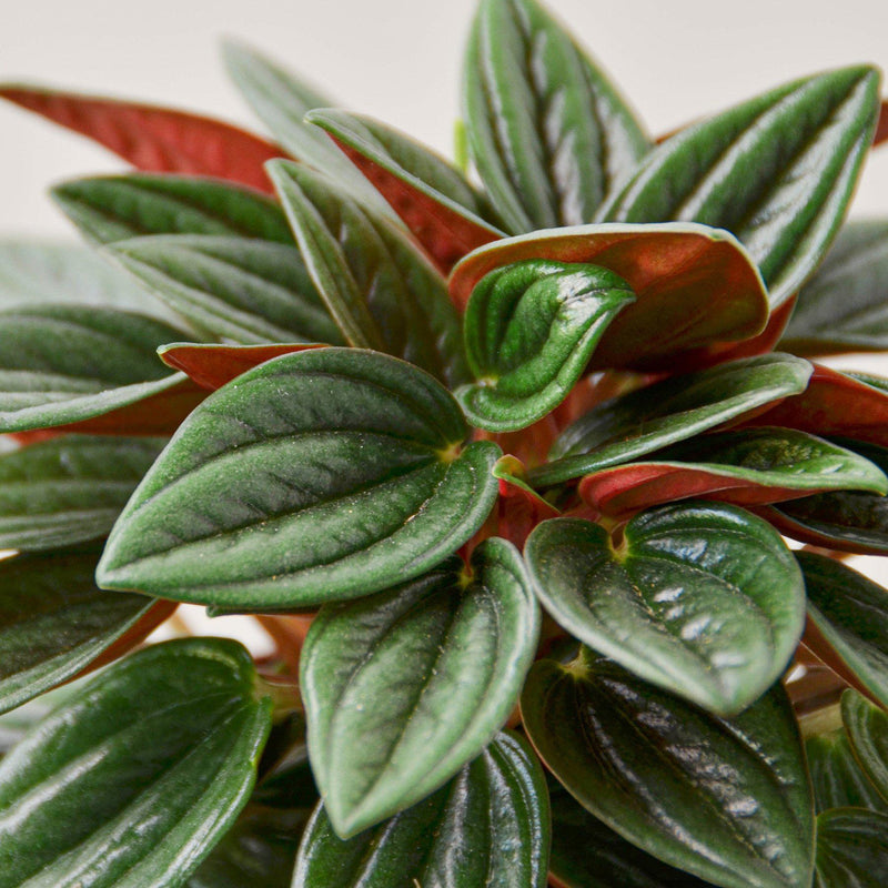 Load image into Gallery viewer, Peperomia 'Rosso'
