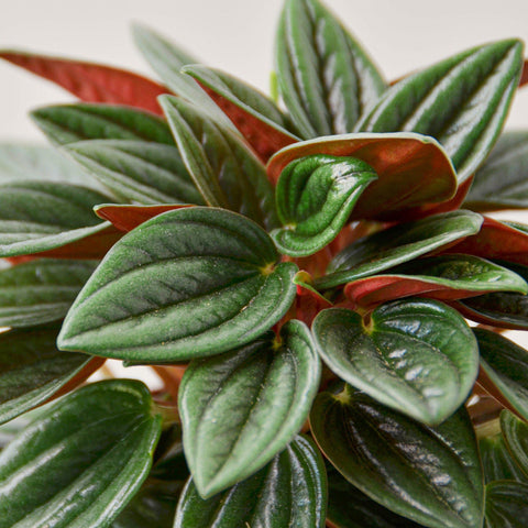 Peperomia 'Rosso', additional product view 2