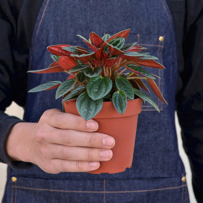 Load image into Gallery viewer, Peperomia 'Rosso'
