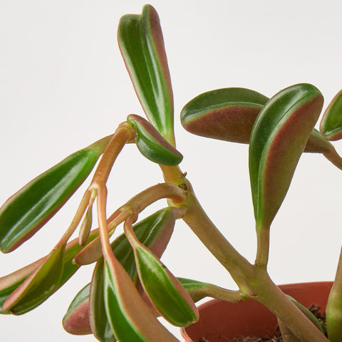 Peperomia 'Ruby Glow', detail view