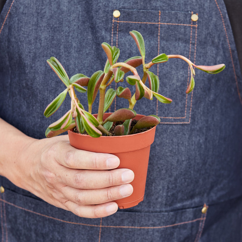 Load image into Gallery viewer, Peperomia 'Ruby Glow'
