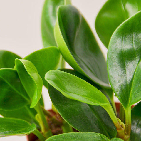 Peperomia Thailand, additional product view 2