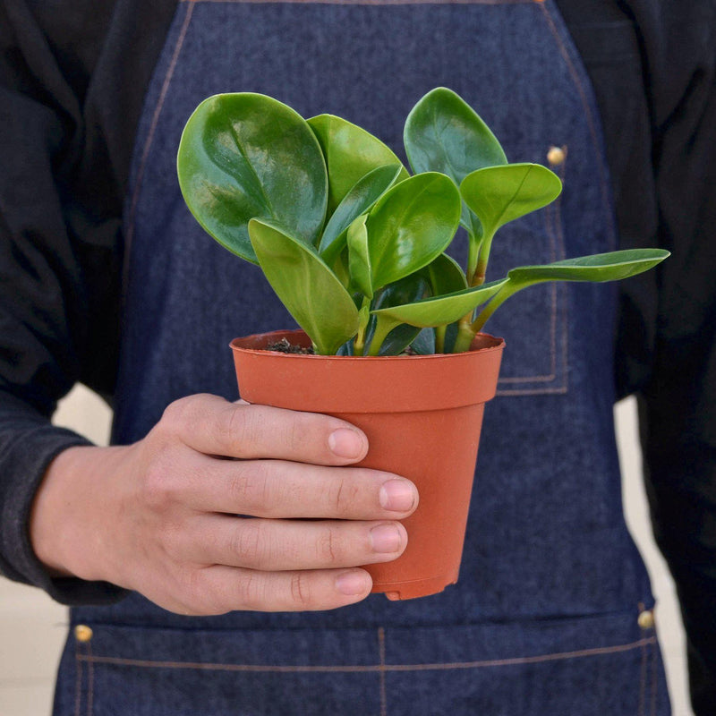 Load image into Gallery viewer, Peperomia Thailand
