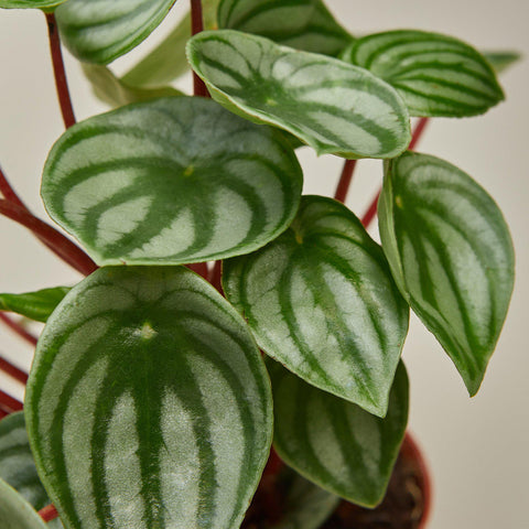 Peperomia 'Watermelon', additional product view 2
