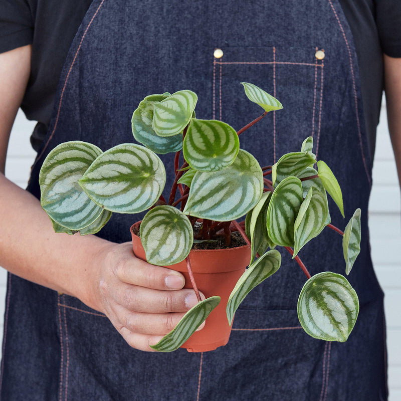 Load image into Gallery viewer, Peperomia 'Watermelon'
