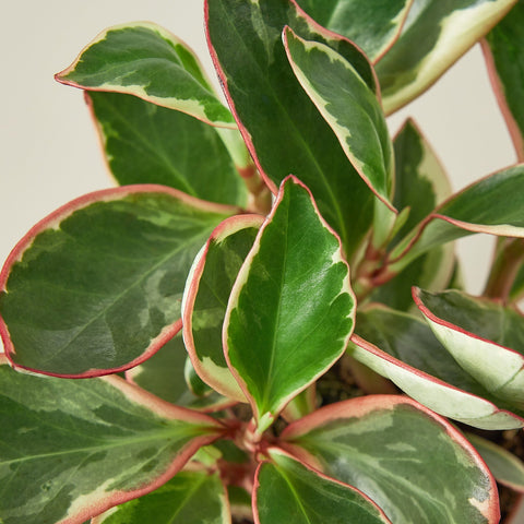 Peperomia 'Ginny', detail view