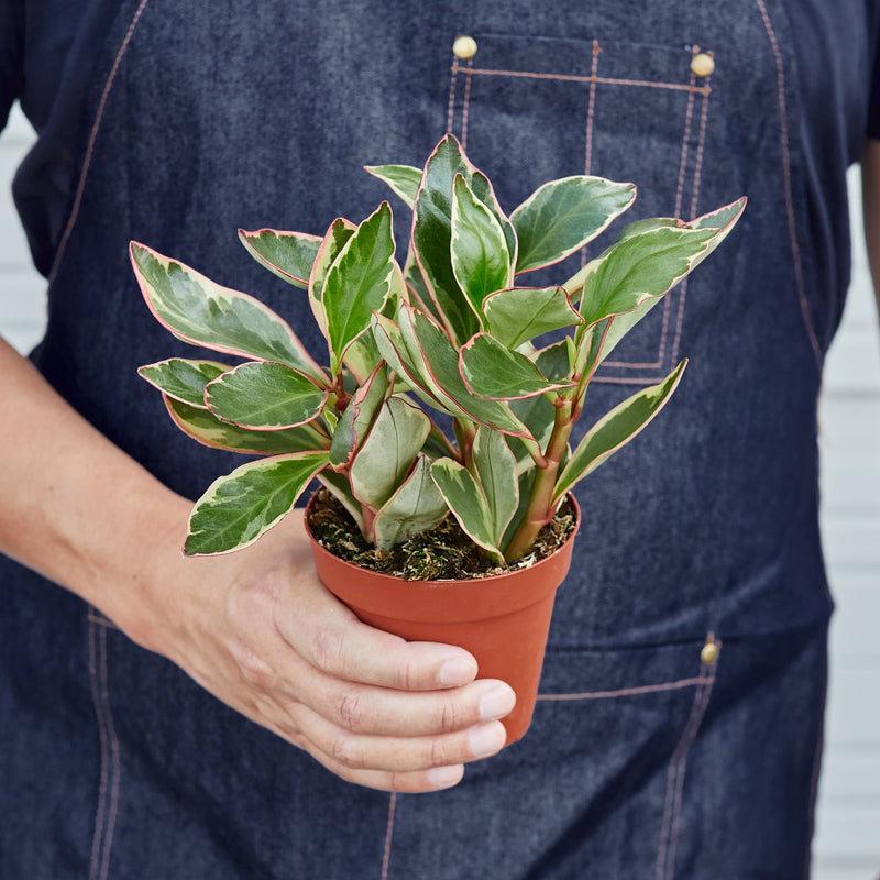 Load image into Gallery viewer, Peperomia 'Ginny'
