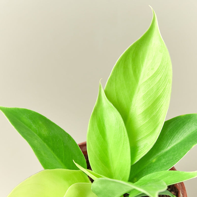 Load image into Gallery viewer, Philodendron 'Moonlight'
