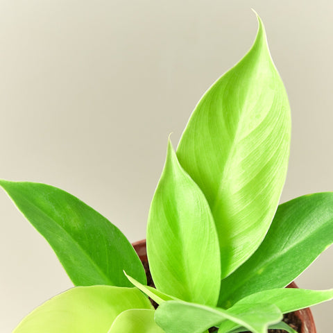 Philodendron 'Moonlight', detail view