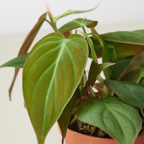 Philodendron 'Velvet', detail view
