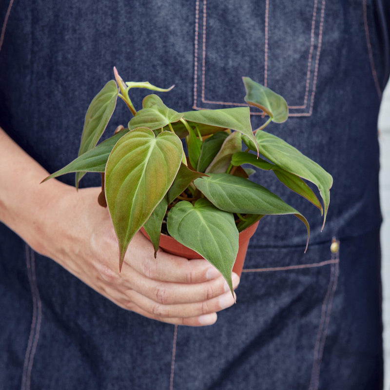 Load image into Gallery viewer, Philodendron 'Velvet'
