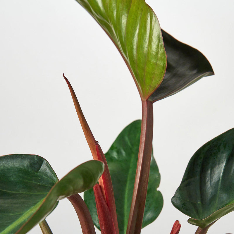 Load image into Gallery viewer, Philodendron 'Congo Rojo'
