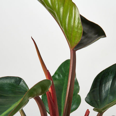 Philodendron 'Congo Rojo', additional product view 2