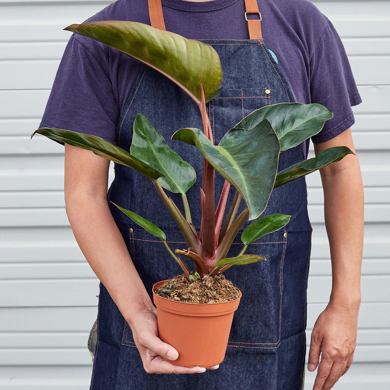 Load image into Gallery viewer, Philodendron 'Congo Rojo'
