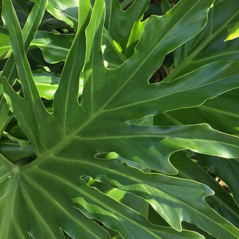 Philodendron 'Lickety Split' - 8