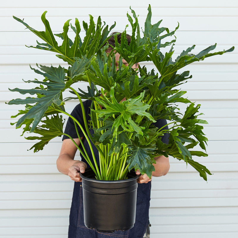 Load image into Gallery viewer, Philodendron 'Lickety Split' - 8" Pot
