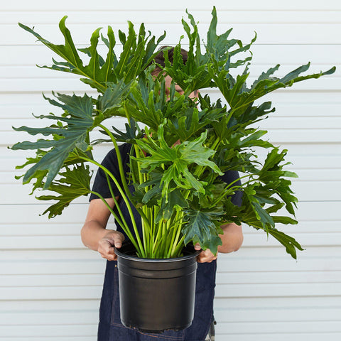 Philodendron 'Lickety Split' - 8