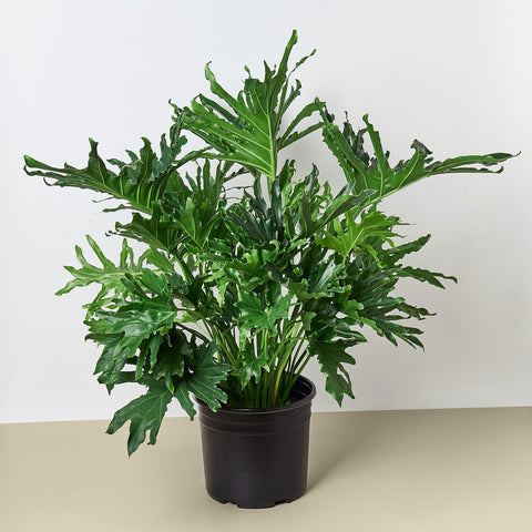 Philodendron Lickety Split 8 Inch Pot