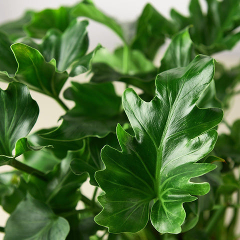 Philodendron Little Hope, detail view
