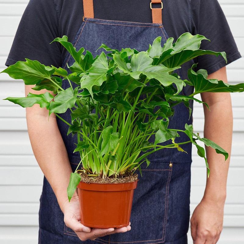 Load image into Gallery viewer, Philodendron Little Hope

