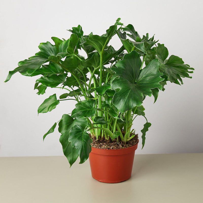 Load image into Gallery viewer, Philodendron Little Hope
