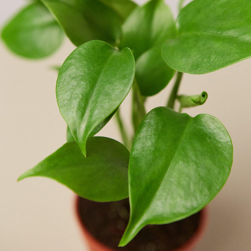 Load image into Gallery viewer, Monstera 'Split-Leaf'
