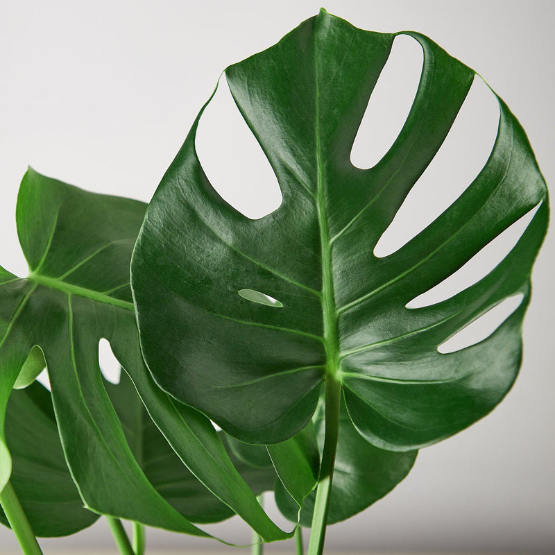 Load image into Gallery viewer, Monstera 'Split-Leaf'
