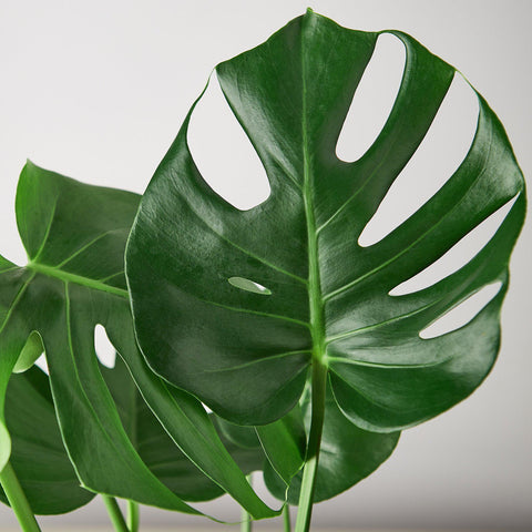 Monstera 'Split-Leaf', detail view
