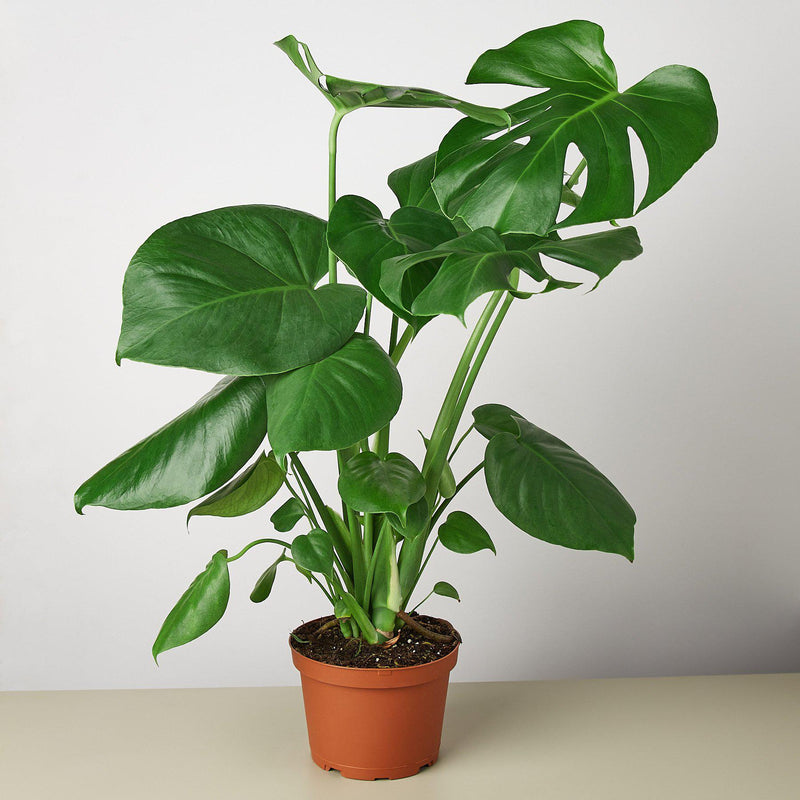Load image into Gallery viewer, Monstera 'Split-Leaf'
