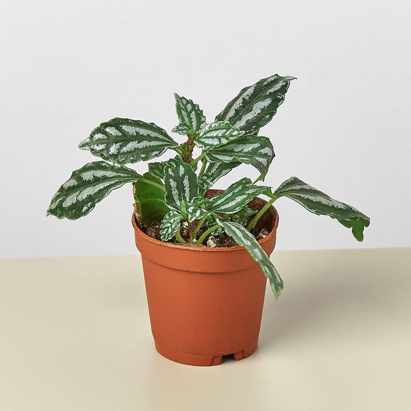 Load image into Gallery viewer, Pilea 'Aluminum'
