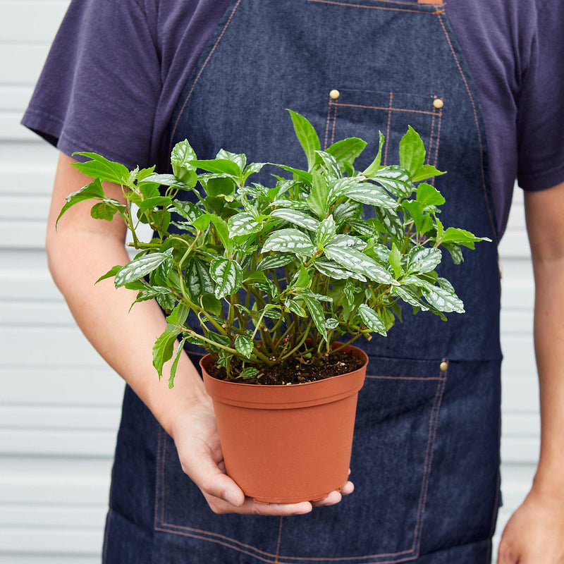 Load image into Gallery viewer, Pilea 'Aluminum'
