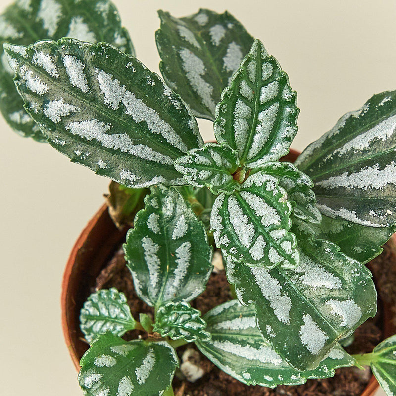 Load image into Gallery viewer, Pilea 'Aluminum'
