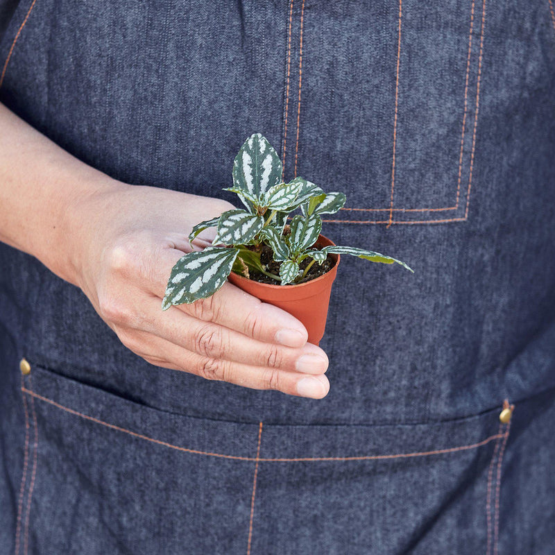 Load image into Gallery viewer, Pilea 'Aluminum'
