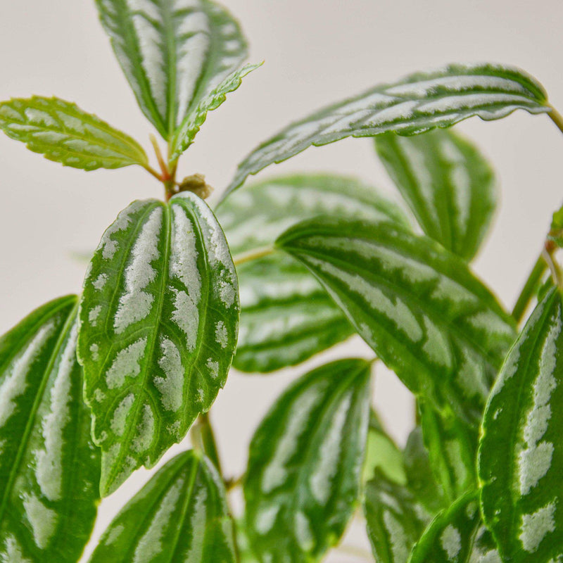 Load image into Gallery viewer, Pilea 'Aluminum'

