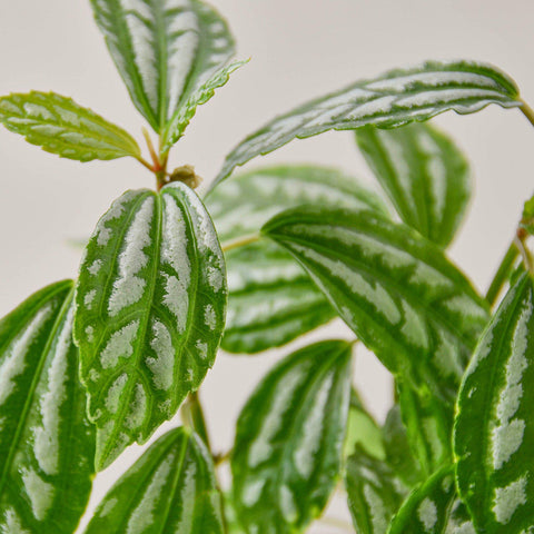 Pilea 'Aluminum', additional product view 2