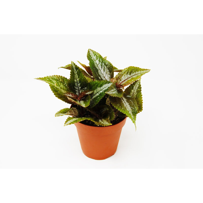 Load image into Gallery viewer, Pilea 'Bronze'
