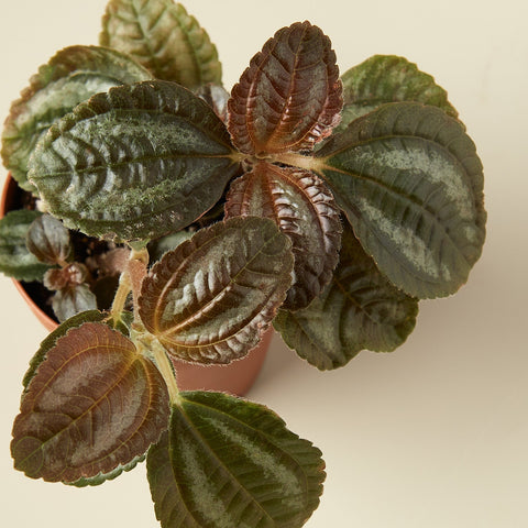 Pilea 'Bronze', detail view