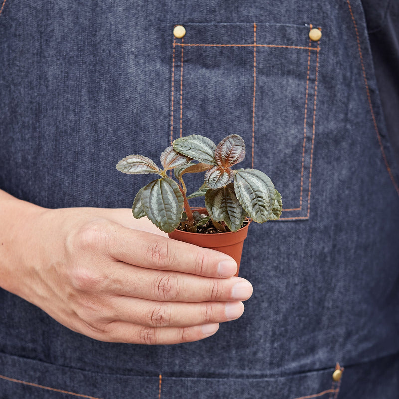 Load image into Gallery viewer, Pilea 'Bronze'
