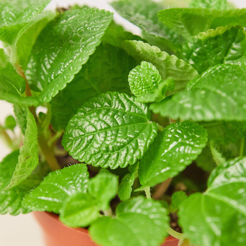 Pilea 'Crinkle', additional product view 2