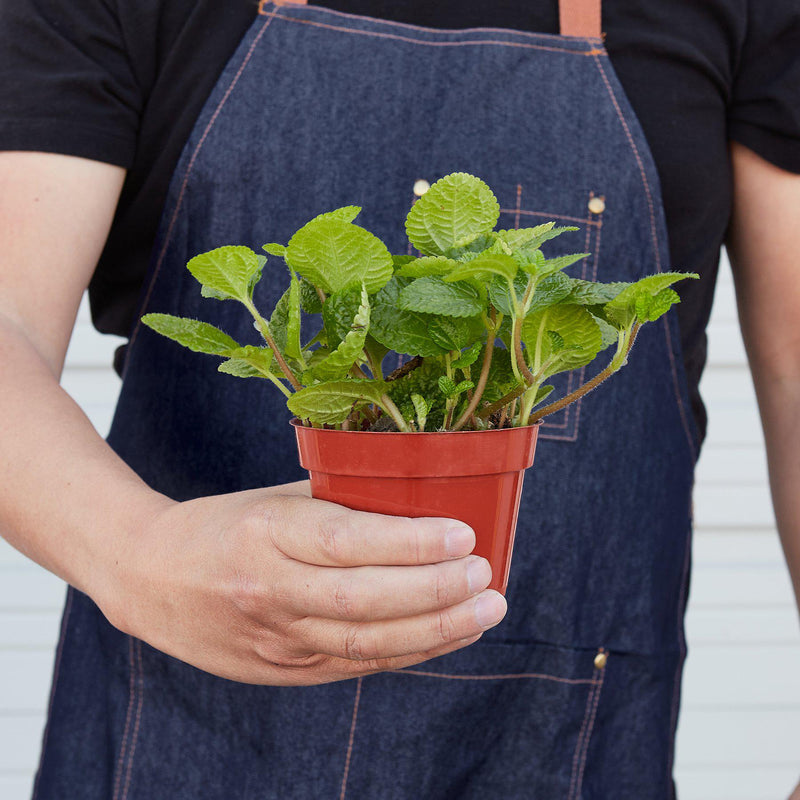 Load image into Gallery viewer, Pilea 'Crinkle'
