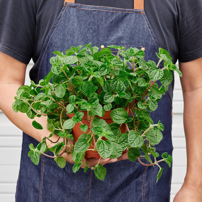 Load image into Gallery viewer, Pilea 'Crinkle'
