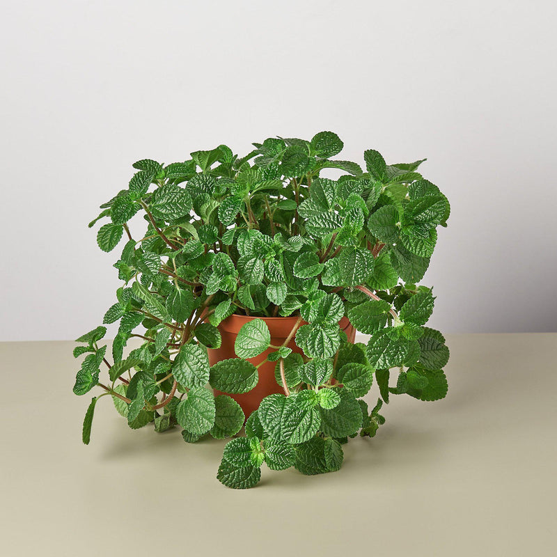 Load image into Gallery viewer, Pilea 'Crinkle'
